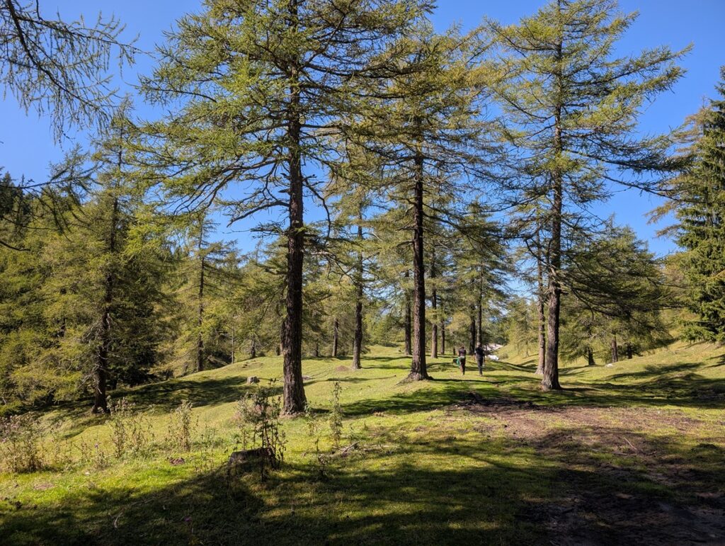 Das Sonnenlicht fällt durch die hohen Zirbenbäume auf einer grasbewachsenen Waldlichtung auf der Almpflege Martinsbergalm. In der Ferne gehen zwei Personen auf einem Weg unter einem klaren blauen Himmel.