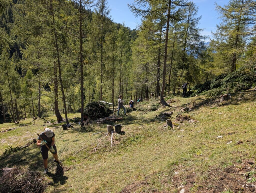 An einem sonnigen Tag arbeiten mehrere Personen auf einer grasbewachsenen, abschüssigen Waldlichtung unter hohen Bäumen mit Werkzeugen, um das Land im Rahmen der Almpflege Martinsbergalm zu roden oder zu bewirtschaften.