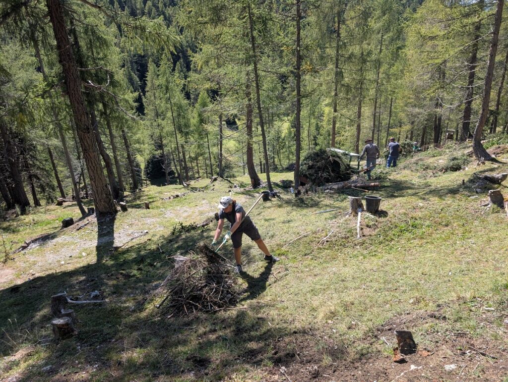 Mehrere Personen räumen im Rahmen der Almpflege Martinsbergalm auf einem sonnigen, abschüssigen Waldstück mit hohen Bäumen und verstreuten Baumstümpfen Äste und Schutt.