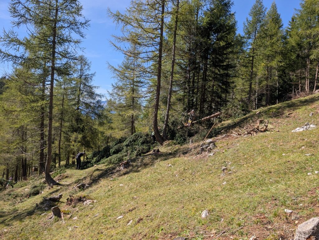 Ein grasbewachsener Hang mit vereinzelten Felsen und Zirbenbäumen unter einem klaren blauen Himmel unterstreicht die Tradition der Almpflege Martinsbergalm in diesem ruhigen Waldgebiet.