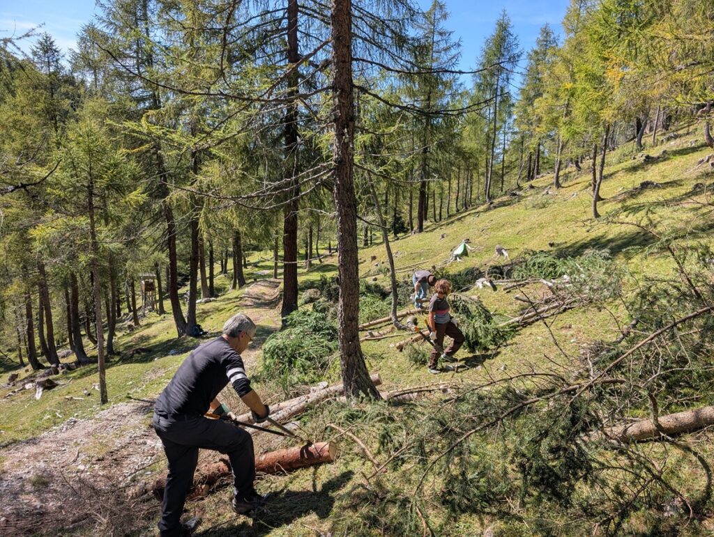 Zwei Personen räumen an einem sonnigen Tag während der Almpflege Martinsbergalm Äste und Baumstämme aus, umgeben von hohen Bäumen und schrägem Gelände im Wald.