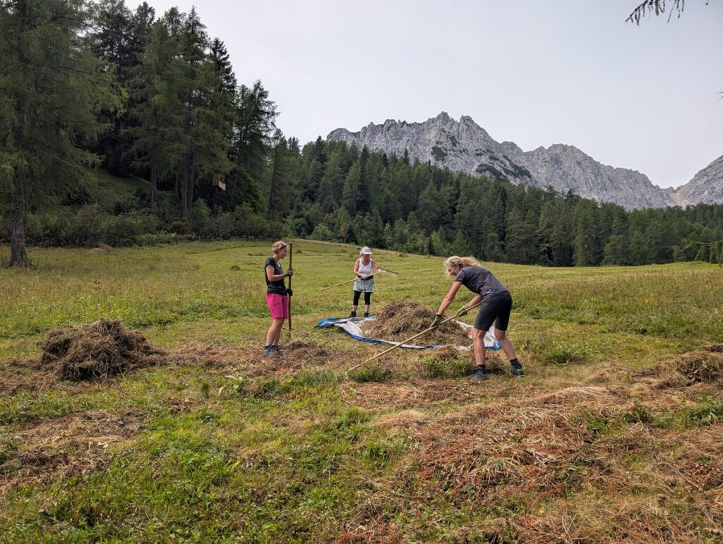 Drei Personen sind mit der Biotoppflege Issanger beschäftigt. Sie harken und sammeln Heu auf einem grasbewachsenen Feld, umgeben von Bäumen und Bergen im Hintergrund.