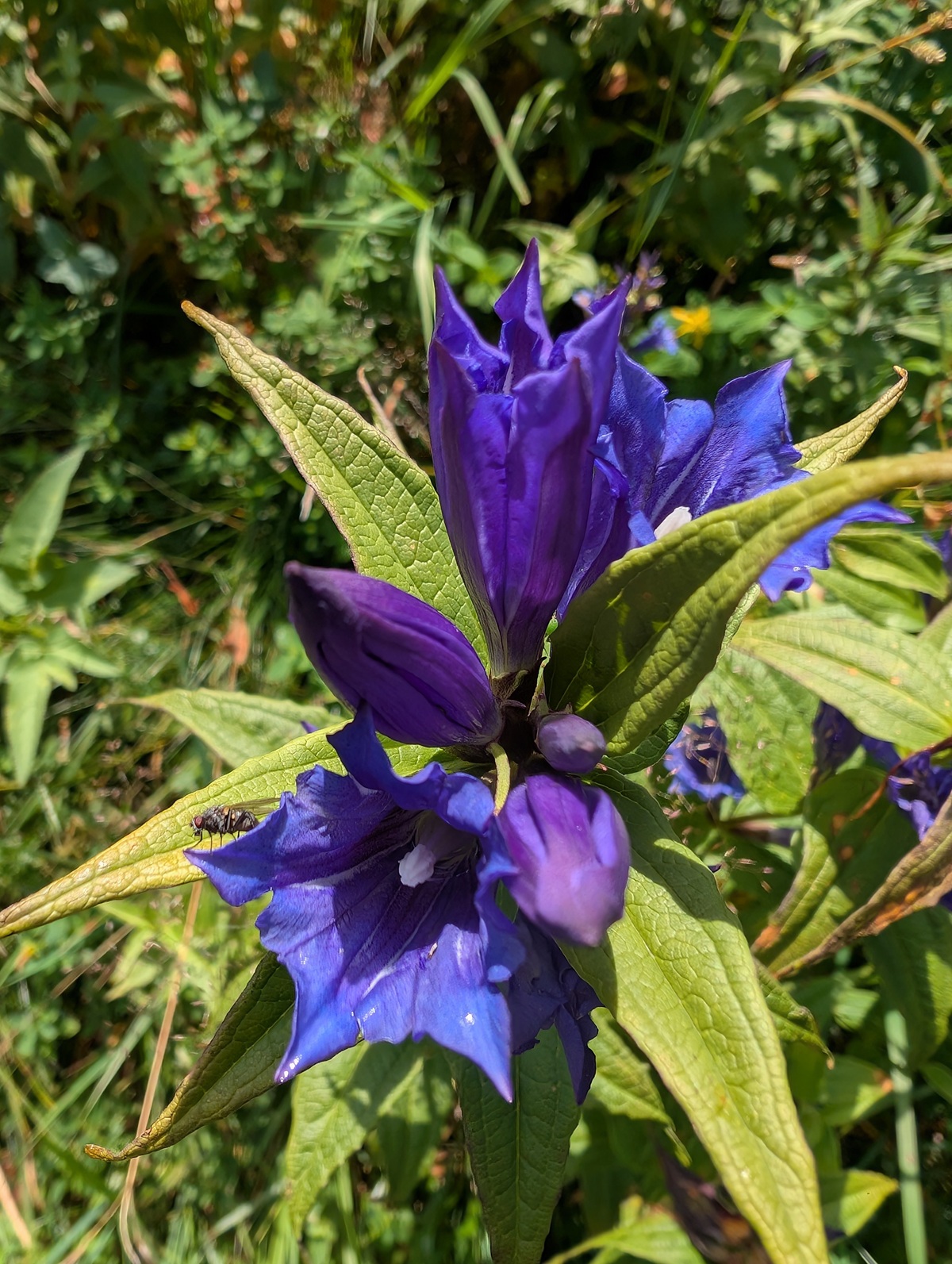Nahaufnahme einer leuchtend violetten Blüte mit grünen Blättern, umgeben von Laub. Auf einem der unteren Blütenblätter ist ein Insekt zu sehen, das die Vielfalt verdeutlicht, die durch die Erhaltungsmaßnahmen der Biotoppflege Issanger gefördert wird.