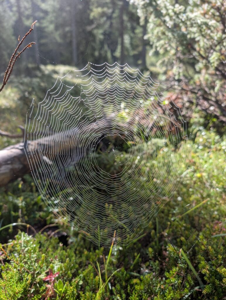 Ein kreisförmiges Spinnennetz hängt zwischen Pflanzen auf einer sonnenbeschienenen Waldlichtung, mit Bäumen und grünem Laub im Hintergrund.