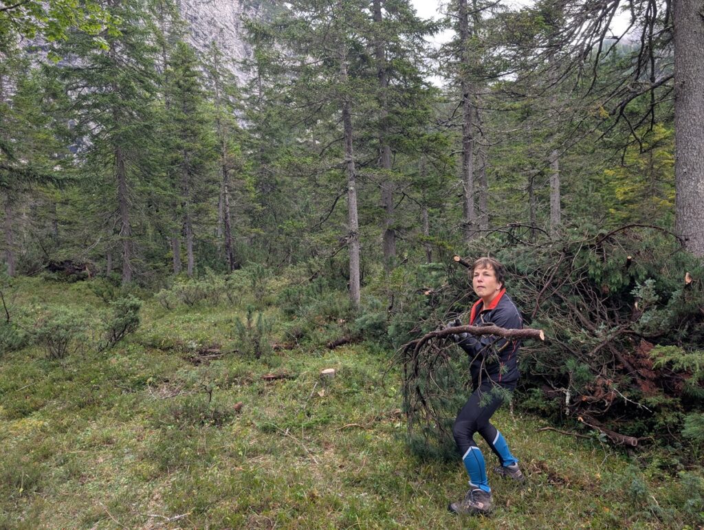 Eine Person in Outdoor-Kleidung und blauen Gamaschen trägt einen großen Ast in einem dichten Waldgebiet.