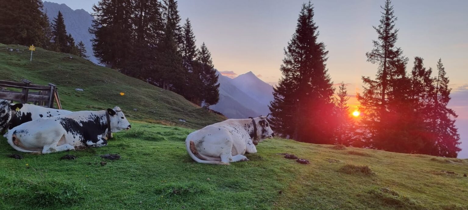 Drei Kühe liegen auf grünem Gras mit Kiefern und Bergen im Hintergrund und beobachten den Sonnenuntergang am Horizont - eine friedliche Szene, die zum Nachdenken über die Schönheit der Natur und die Bedeutung der KlimaPädagogik einlädt.