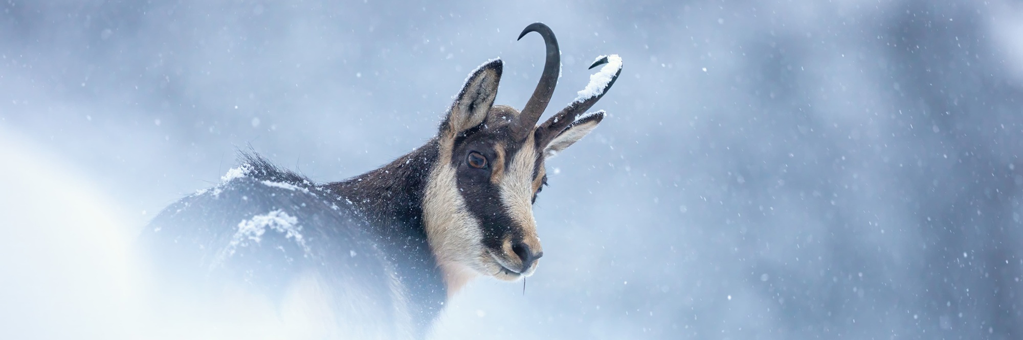 Eine Gämse steht im Naturpark Karwendel im fallenden Schnee und blickt in Richtung Kamera. Ihr Rücken ist mit Schnee bedeckt, und die gebogenen Hörner heben sich deutlich von einem verschneiten, unscharfen Hintergrund ab.