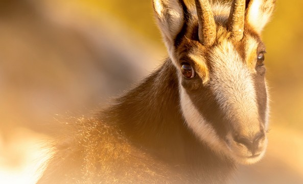 Eine Nahaufnahme einer Gämse mit hellbraunem und schwarzem Fell, hellen vertikalen Streifen im Gesicht und kurzen, gebogenen Hörnern, aufgenommen im malerischen Karwendelgebirge vor einem unscharfen gelblichen Hintergrund.