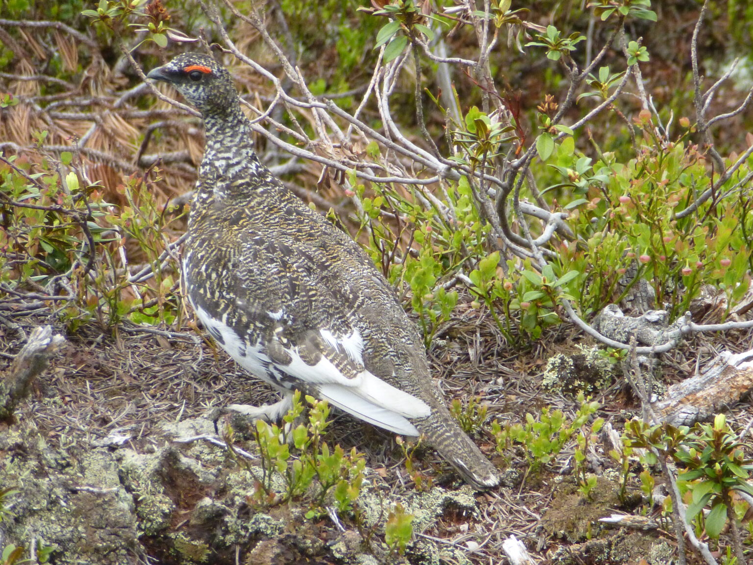 Ein braun-weiß gefleckter Vogel, wahrscheinlich ein Moorschneehuhn, steht am Boden zwischen niedrigen grünen Sträuchern und Zweigen und fügt sich perfekt in seinen an das Klima angepassten Lebensraum ein.