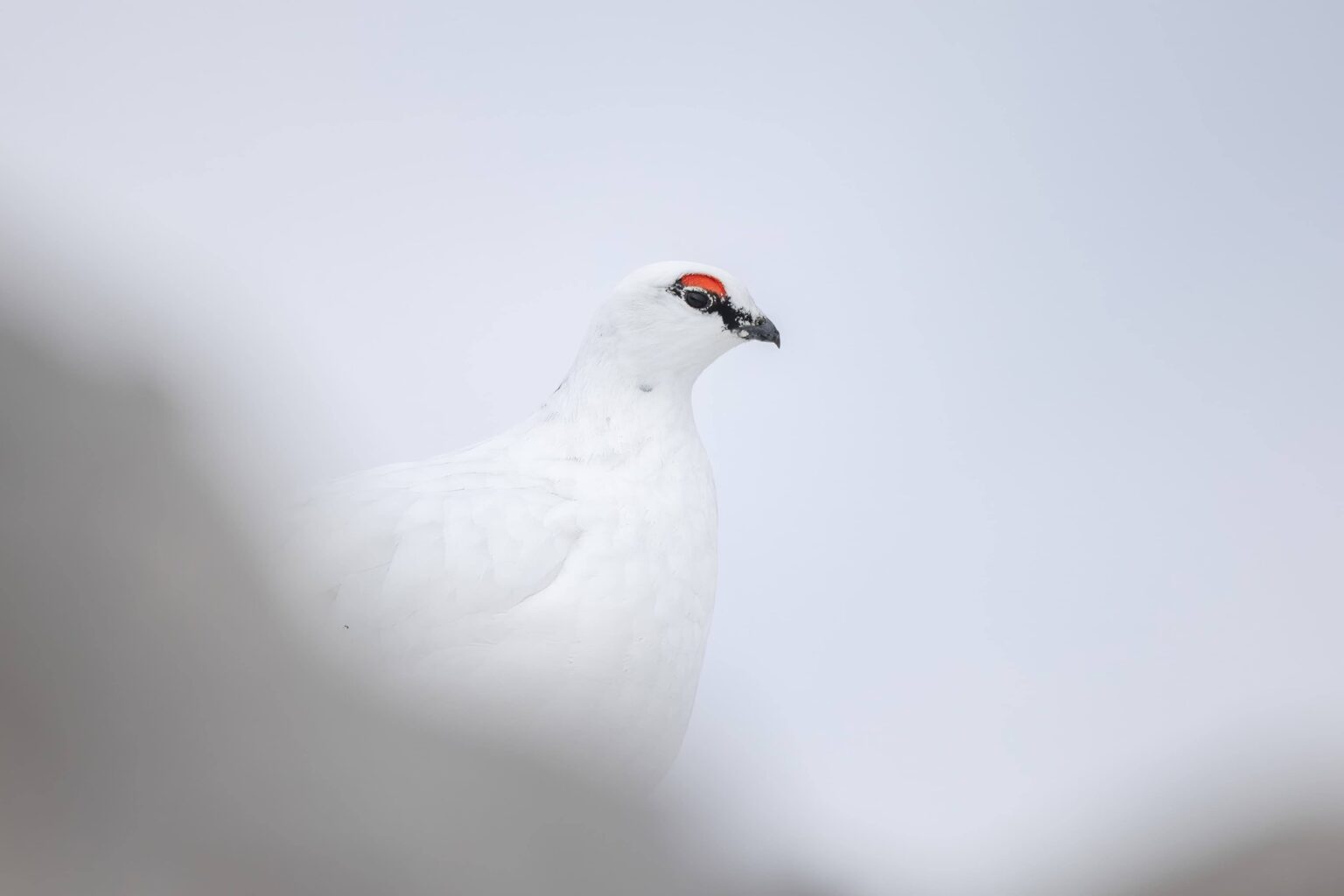 Ein weißer Vogel mit schwarzem Schnabel und einer roten Markierung über dem Auge, der für diese Besonderheiten bekannt ist, steht vor einem blassen, verschwommenen Hintergrund.