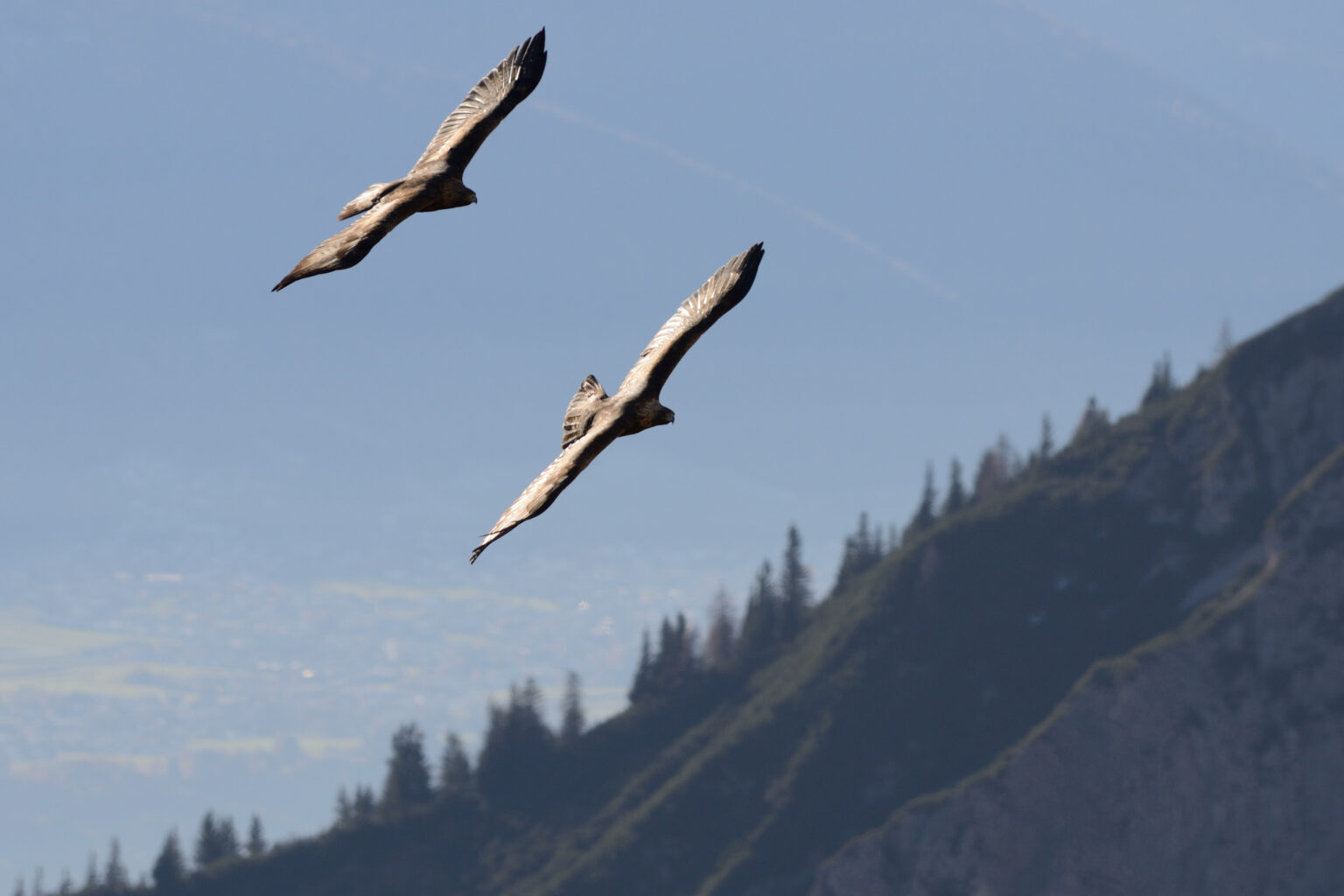 Zwei große Vögel, vermutlich Steinadler, gleiten anmutig über eine bergige Landschaft, in der unter einem dunstigen blauen Himmel Bäume und ferne Täler zu sehen sind.