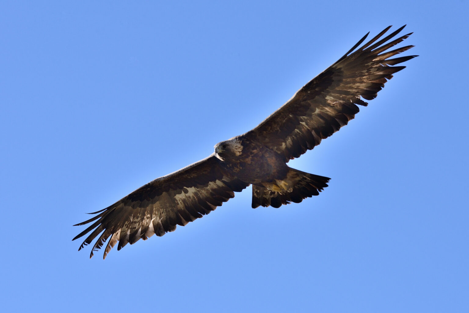Ein großer brauner Steinadler schwebt mit weit ausgebreiteten Flügeln vor einem strahlend blauen Himmel.
