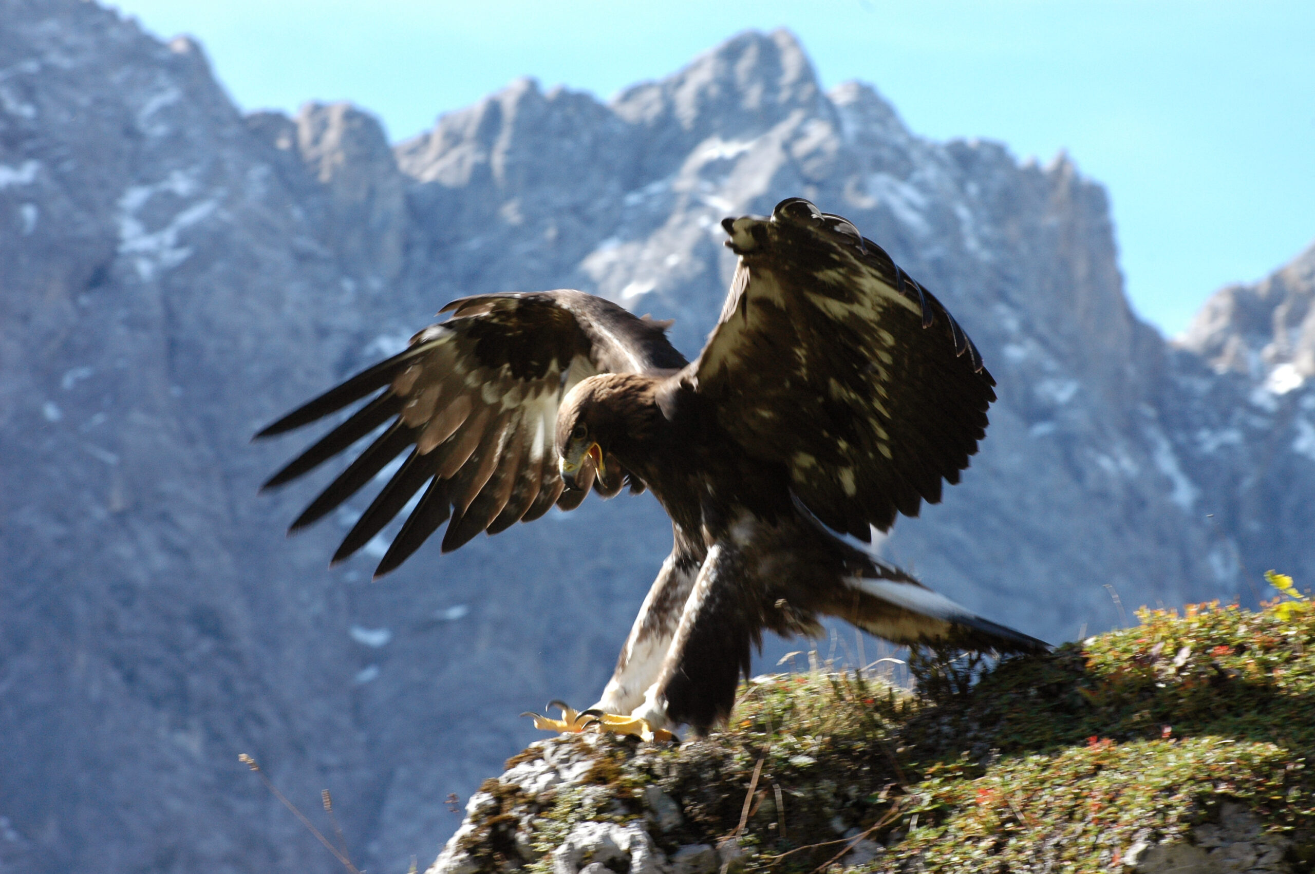 Ein Steinadler steht mit ausgebreiteten Flügeln auf einem Felsvorsprung und bereitet sich vor der Kulisse schroffer Berge auf den Flug vor - ein eindrucksvolles Beispiel für erfolgreiches Naturparkmanagement zum Schutz majestätischer Wildtiere.