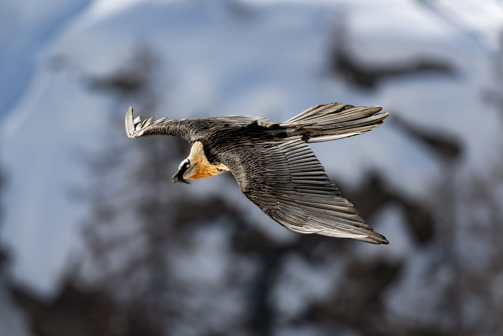 Ein majestätischer Bartgeier mit ausgebreiteten Flügeln gleitet im Flug vor einem verschneiten Berghintergrund.