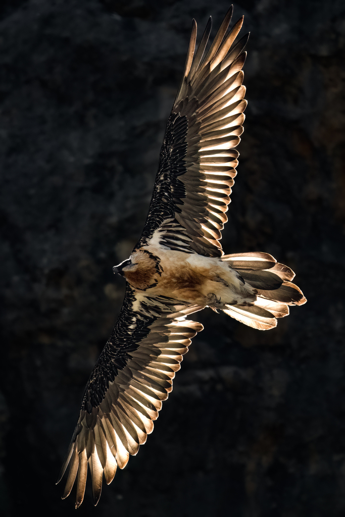 Ein Bartgeier schwebt mit ausgebreiteten Flügeln im Sonnenlicht vor einem dunklen, unscharfen Hintergrund - ein atemberaubender Anblick, der oft in erfolgreichen Natur- und Artenschutzprojekten zu sehen ist.