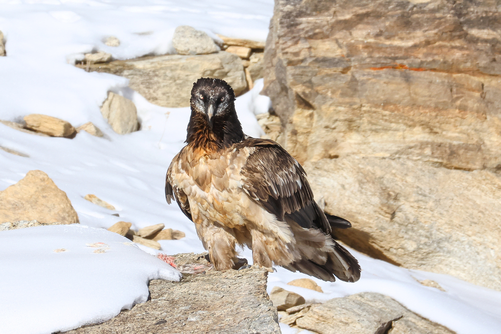 Ein großer Bartgeier mit braunem und beigem Gefieder steht auf einer felsigen, schneebedeckten Fläche neben einer Felswand.