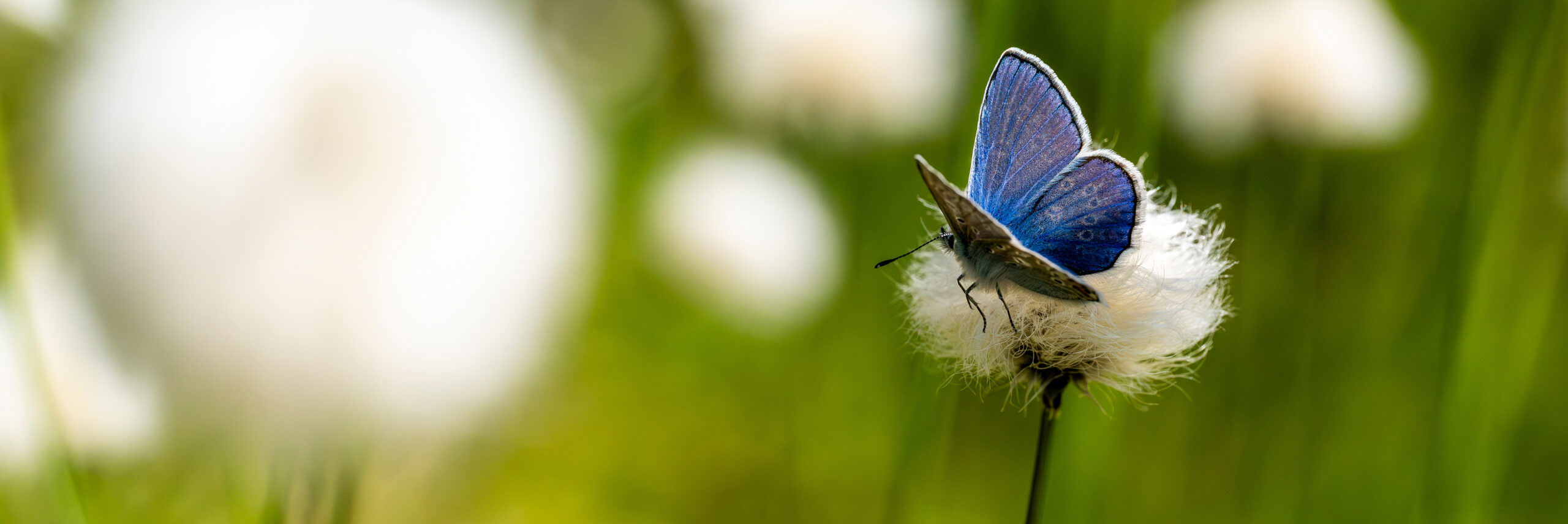 Ein blauer Schmetterling ruht auf einer weißen Blume vor einem unscharfen grünen und weißen Hintergrund.