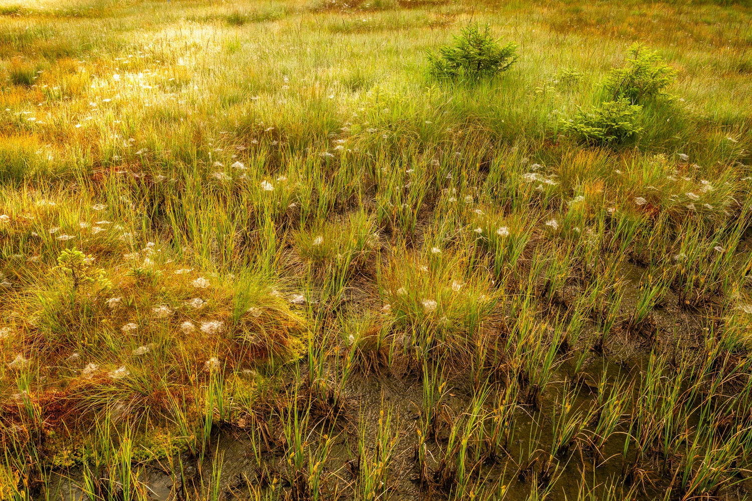 Draufsicht auf ein wiedervernässtes Moorgebiet im Karwendel, mit unterschiedlicher Vegetation.