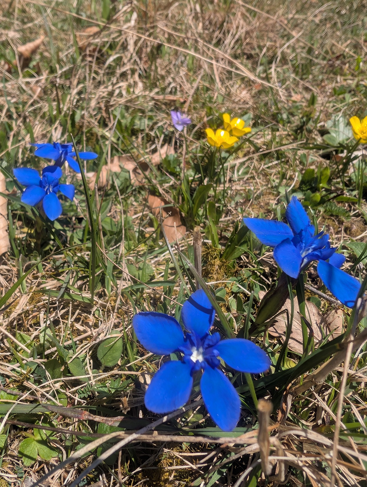 Mehrere leuchtend blaue Blumen und ein paar gelbe Wildblumen wachsen zwischen trockenem Gras und grünen Blättern in einer sonnenbeschienenen Umgebung, die die Schönheit von Almpflege auf der malerischen Arzler Alm widerspiegelt.