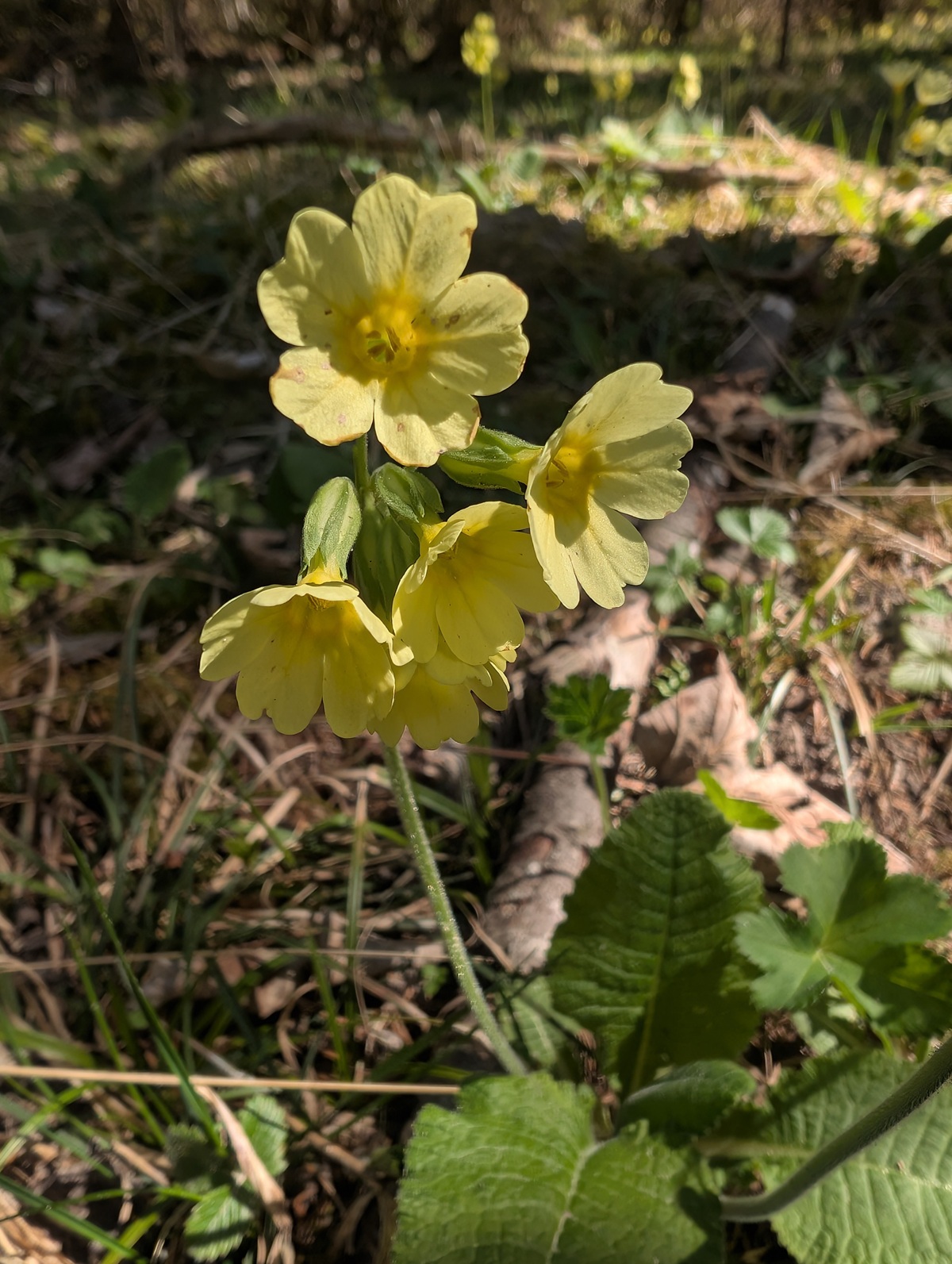 Ein Büschel blassgelber Primelblüten mit grünen Blättern wächst zwischen Gräsern und vertrockneten Blättern auf dem Waldboden im Sonnenlicht - eine blühende Natur in der Nähe des Geländes der jüngsten Müllsammelaktion Karwendeltäler Achensee.
