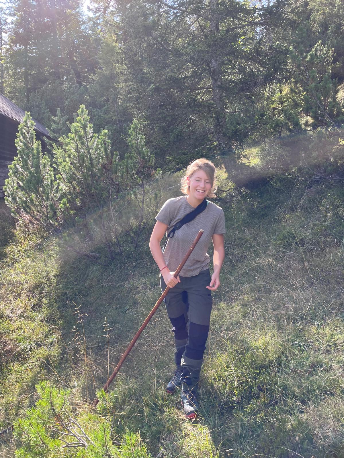 Eine Person, die einen Holzstock in der Hand hält, geht bergauf durch ein grasbewachsenes, sonnenbeschienenes Waldgebiet, trägt Outdoor-Kleidung und einen Rucksack und erkundet möglicherweise die Natur unter Anleitung der aktuellen Forschung.