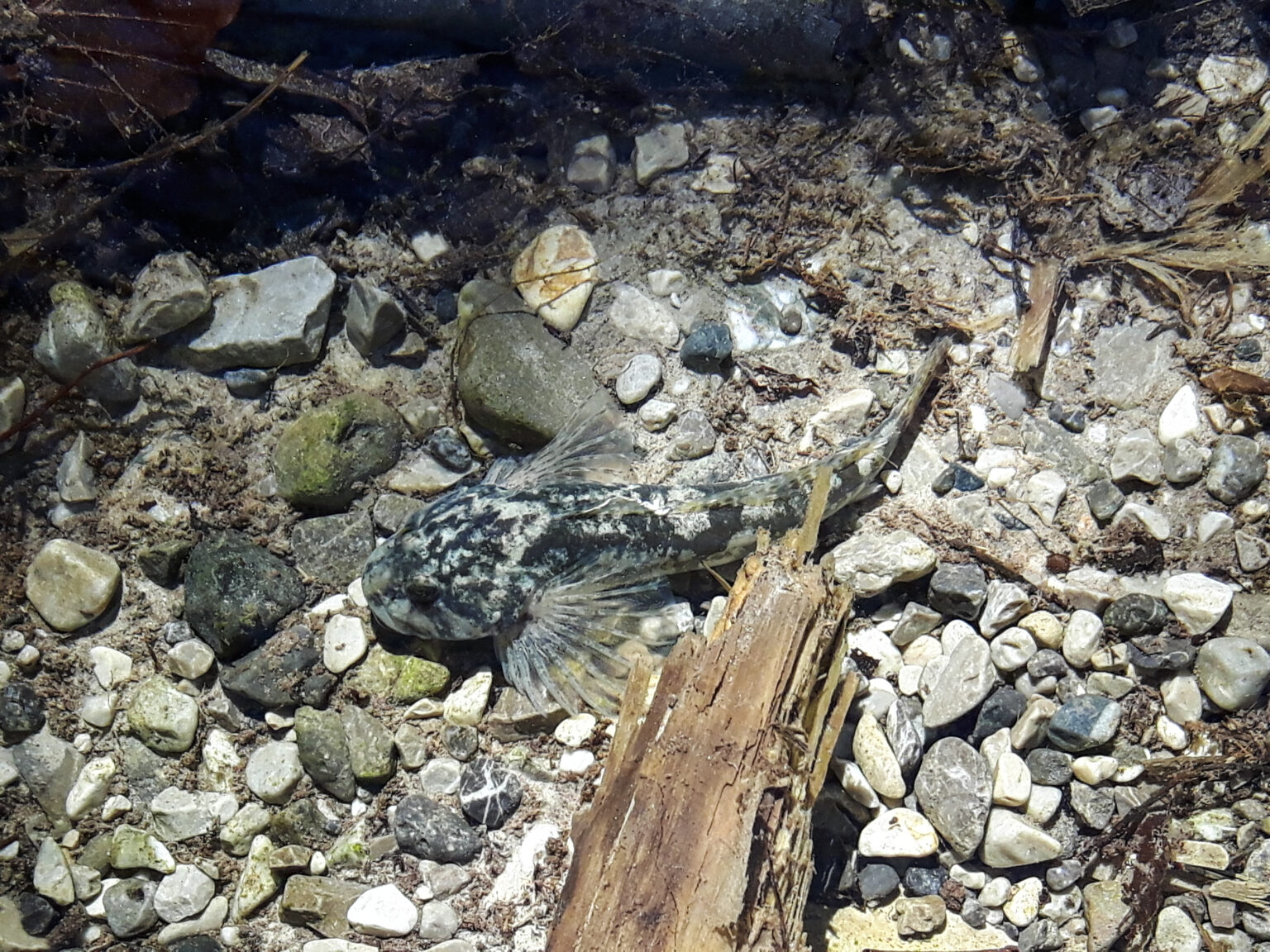 Ein gefleckter Fisch ruht auf einem felsigen, kieseligen Flussbett neben Treibholz in klarem, flachem Wasser und gedeiht in den unberührten Lebensräumen, die durch Natura 2000 geschützt sind.