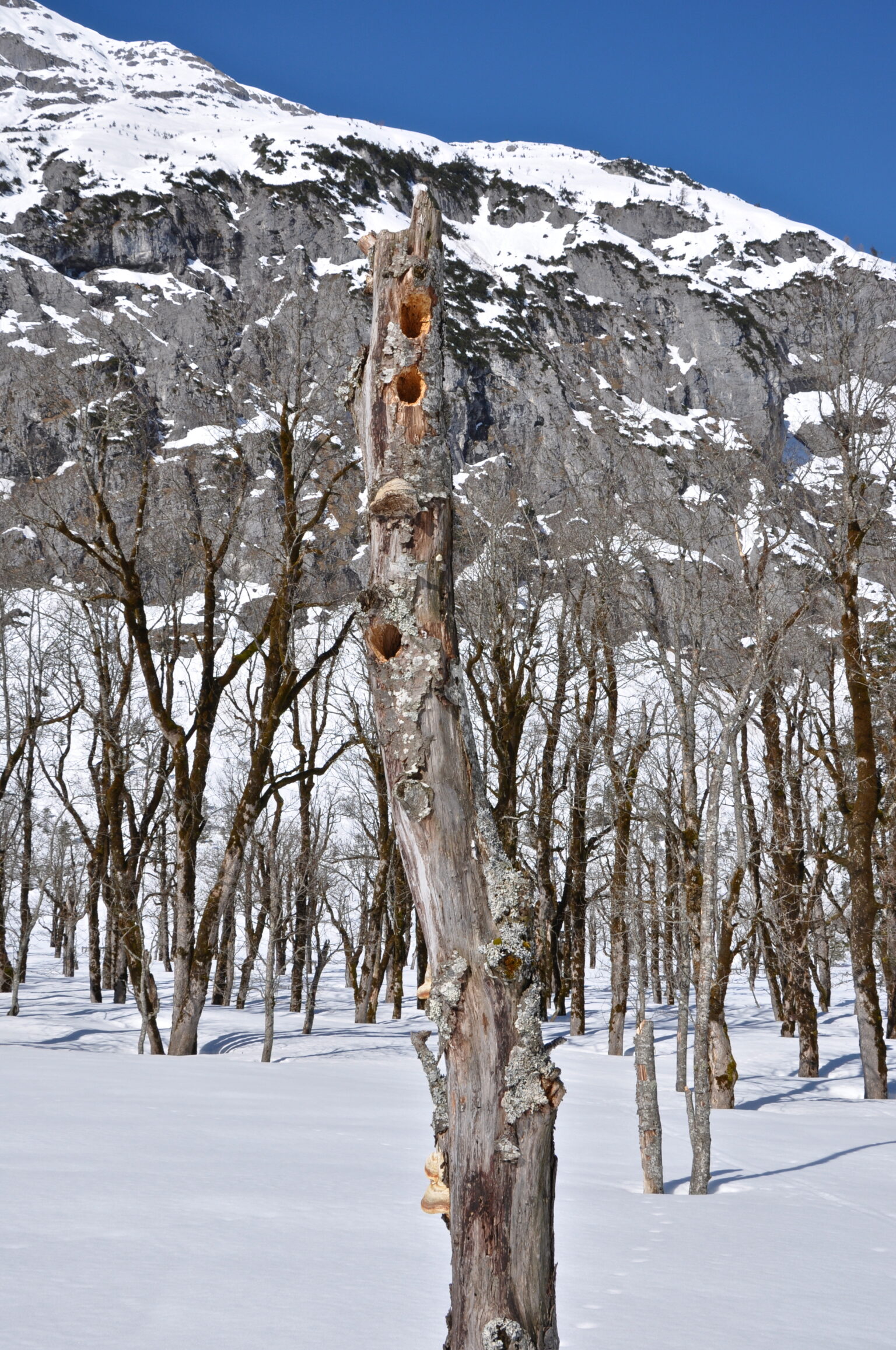 Ein hoher, abgestorbener Baumstamm mit mehreren Löchern steht in einem verschneiten Feld, das im Rahmen von Natur- und Artenschutzprojekten einen vitalen Lebensraum bietet, mit blattlosen Bäumen und einem felsigen, schneebedeckten Berg im Hintergrund.
