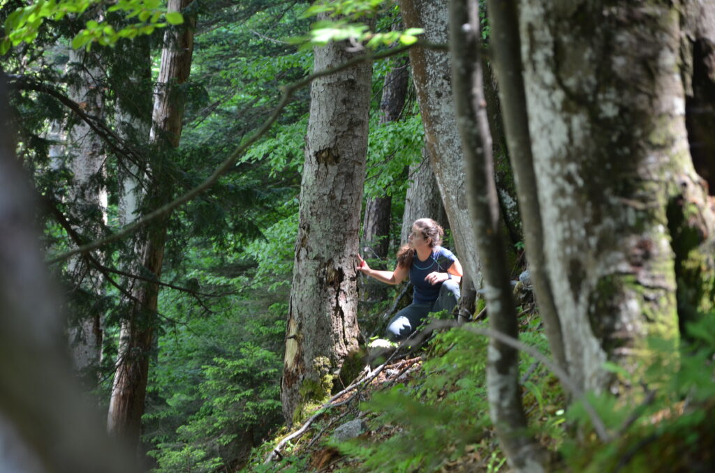 Eine Person, die ein blaues Hemd und einen Rucksack trägt, geht durch einen dichten, grünen Wald mit hohen Lebensbäumen, wobei das Sonnenlicht durch die Blätter fällt.