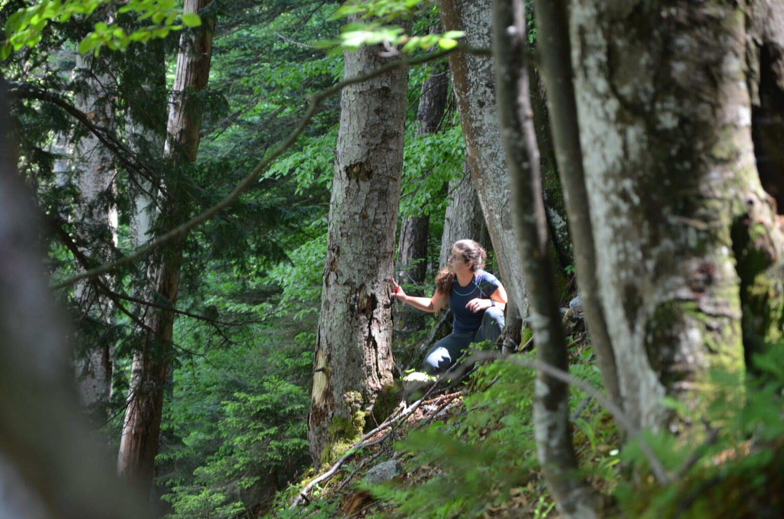 Eine Person, die ein blaues Hemd und einen Rucksack trägt, geht durch einen dichten, grünen Wald mit hohen Lebensbäumen, wobei das Sonnenlicht durch die Blätter fällt.