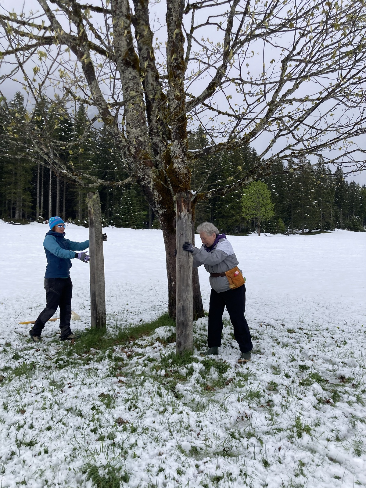 Zwei Personen, die im Schnee stehen, führen Zaunreparaturen am Ahornboden durch, indem sie Draht an Holzpfosten um einen Baum auf einem Feld befestigen, wobei ein Wald im Hintergrund zu sehen ist.