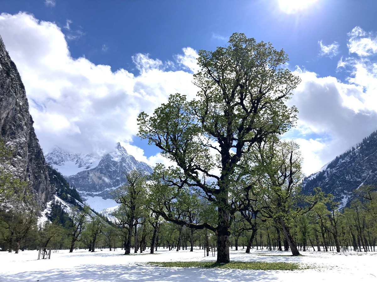 Ein großer Baum steht in einem schneebedeckten Tal, umgeben von Bergen in der Nähe der Zaunreparaturen Ahornboden, unter einem teilweise bewölkten Himmel mit Sonnenschein.