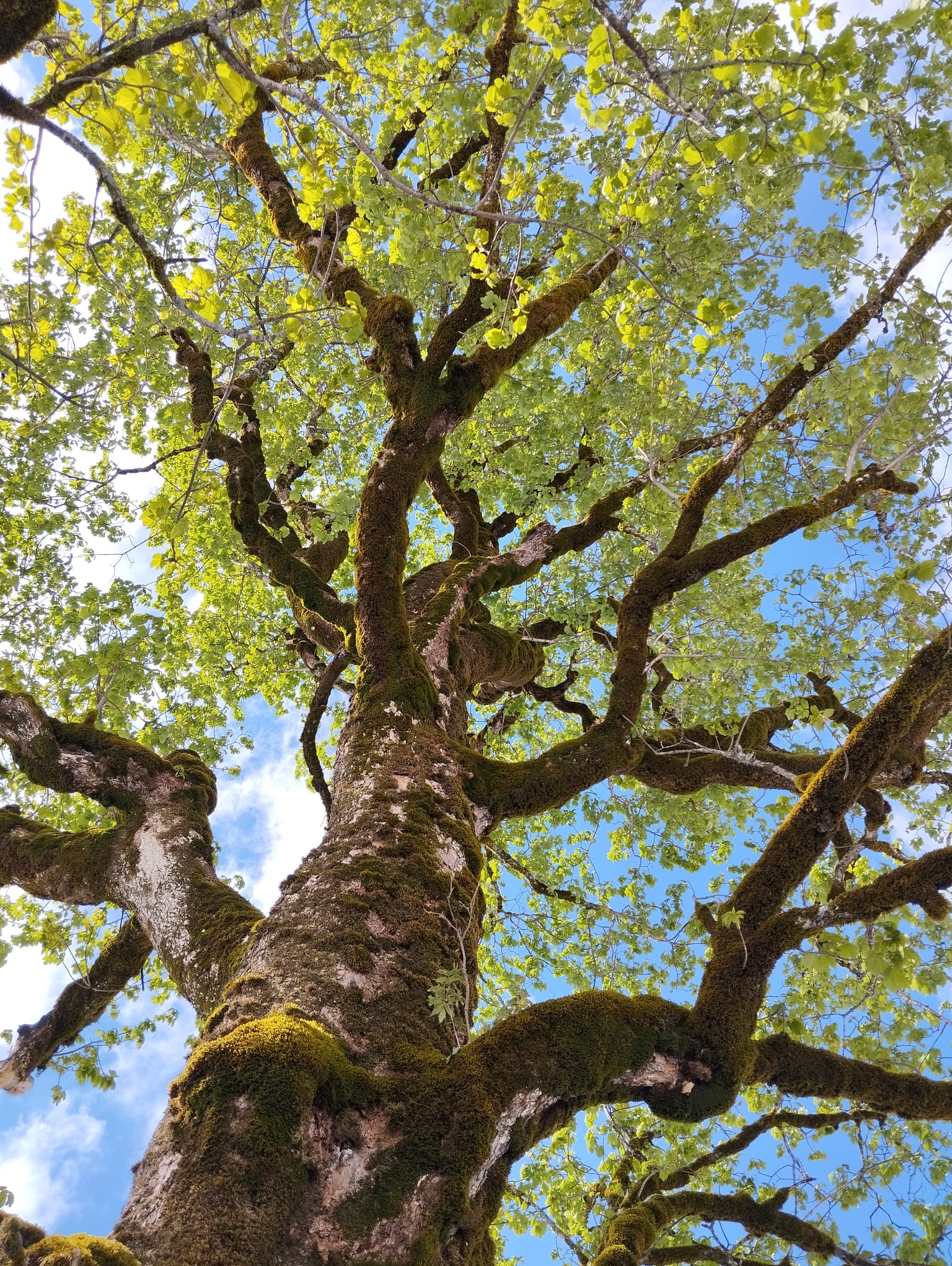 Blick von unten auf einen großen Baum mit moosbewachsenen Ästen und grünen Blättern vor einem blauen Himmel mit einigen Wolken, der an die üppige Landschaft bei den Zaunreparaturen Ahornboden erinnert.