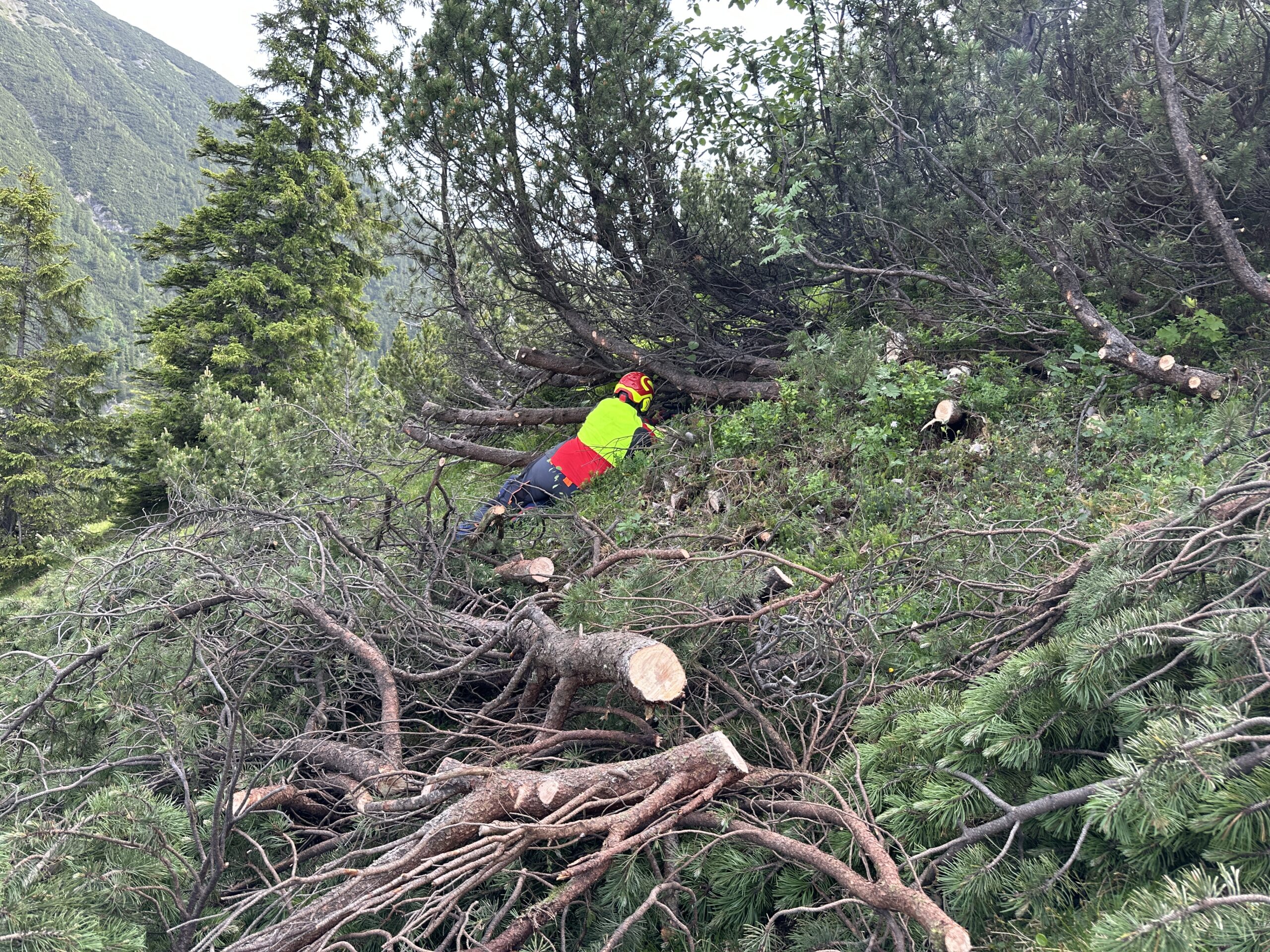 Bergwaldprojekt Umweltbaustelle Almpflege Plumsjochhütte 2026 Team Karwendel Eine Person in Schutzkleidung zersägt mit einer Kettensäge große umgestürzte Äste in einem bewaldeten, bergigen Gebiet in der Nähe von Zaunreparaturen Ahornboden.