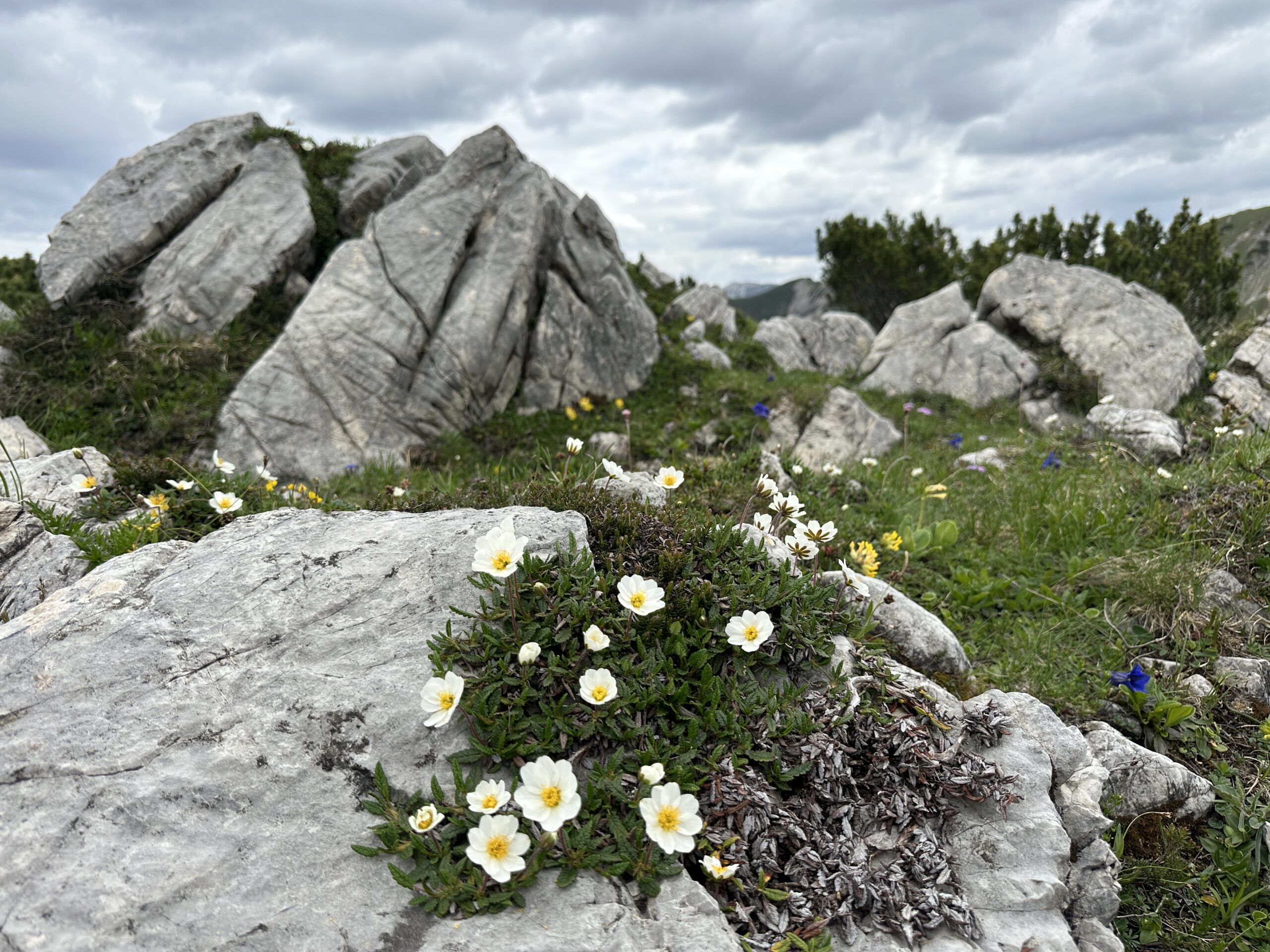 Bergwaldprojekt Umweltbaustelle Almpflege Plumsjochhütte 2026 Team Karwendel Unter einem bewölkten Himmel in der Nähe von „Zaunreparaturen Ahornboden“ wachsen weiße Wildblumen zwischen großen grauen Felsen, im Hintergrund sind grüne Grasflächen und andere kleine Blumen zu sehen.