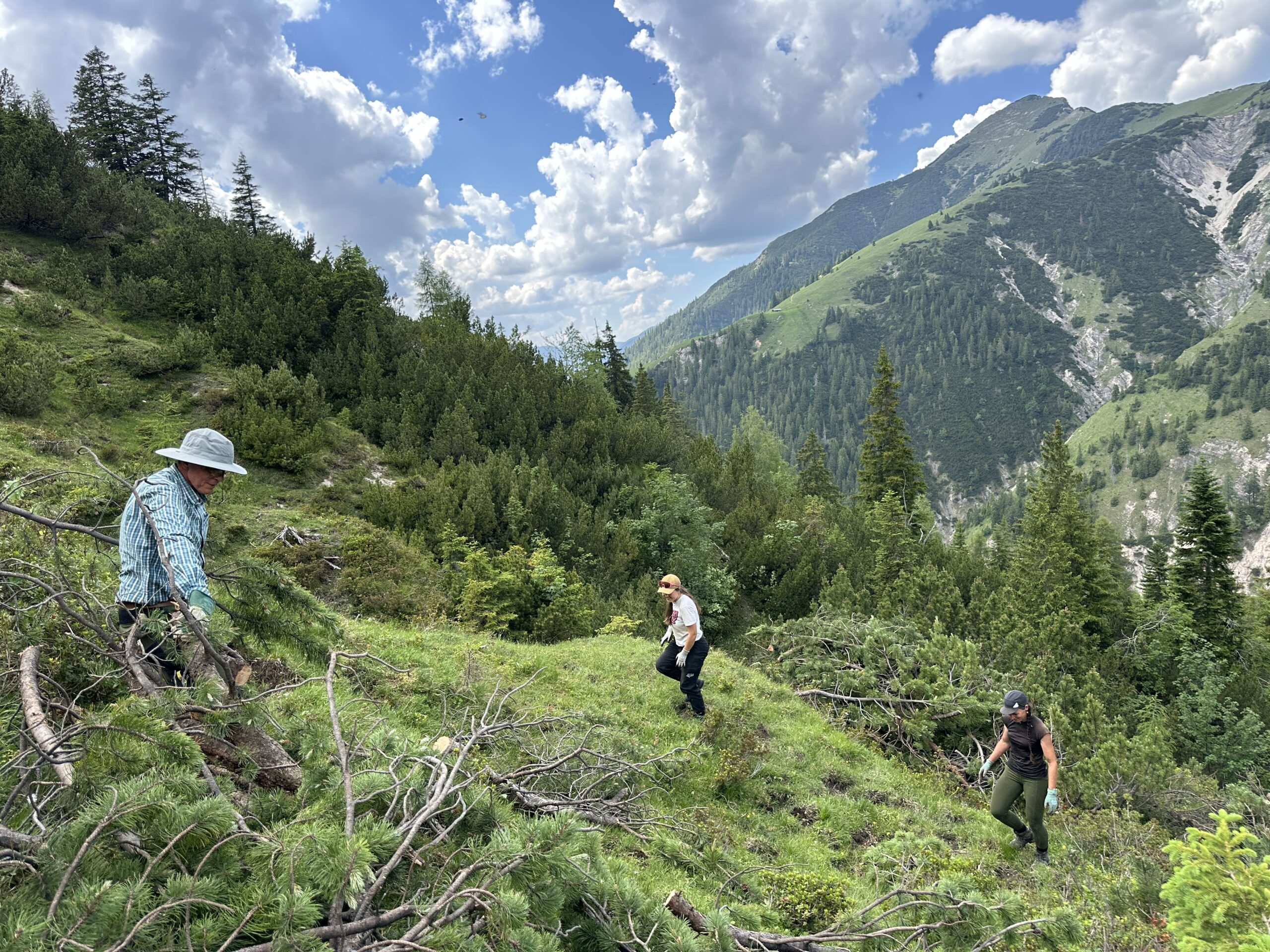 Bergwaldprojekt Umweltbaustelle Almpflege Plumsjochhütte 2026 Team Karwendel Drei Personen wandern einen grasbewachsenen, bewaldeten Berghang in der Nähe von Ahornboden hinauf und kommen dabei an Stellen vorbei, an denen kürzlich Zaunreparaturen durchgeführt wurden – unter einem teilweise bewölkten Himmel, mit fernen Gipfeln und Tälern im Hintergrund.