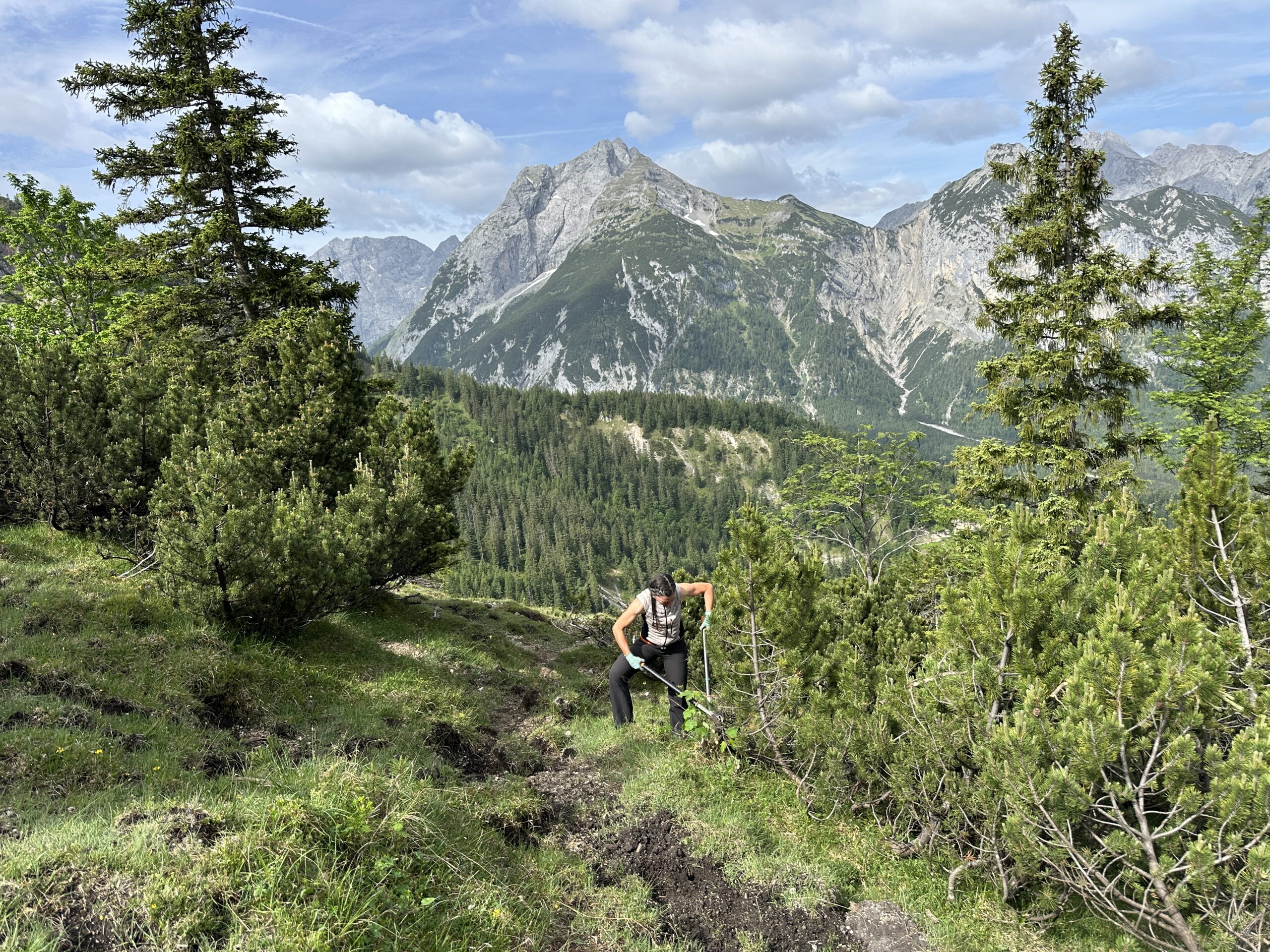 Bergwaldprojekt Umweltbaustelle Almpflege Plumsjochhütte 2026 Team Karwendel Eine Person wandert auf einem schmalen Pfad in der Nähe von Zaunreparaturen Ahornboden bergauf, umgeben von grünen Bäumen und Bergen unter einem teilweise bewölkten Himmel.