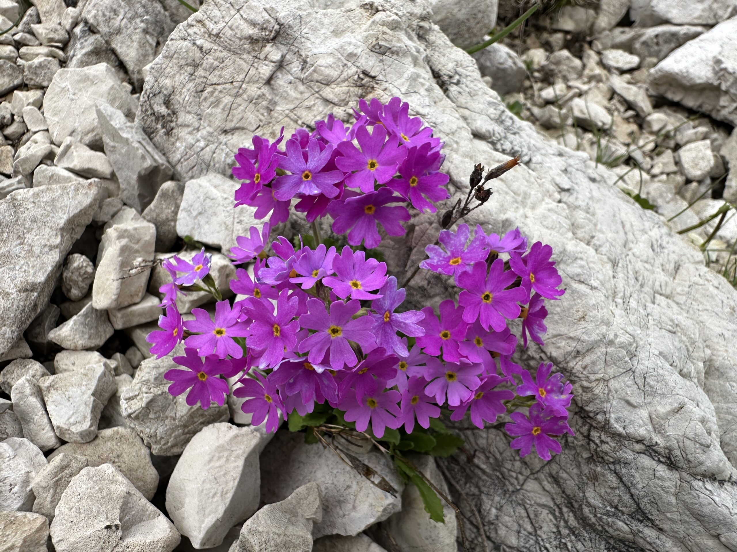 Bergwaldprojekt Umweltbaustelle Almpflege Plumsjochhütte 2026 Team Karwendel Eine Ansammlung leuchtend violetter Blüten mit gelben Mittelpunkten blüht zwischen grauen Felsen und Steinen in der Nähe der kürzlich durchgeführten Zaunreparaturen in Ahornboden.