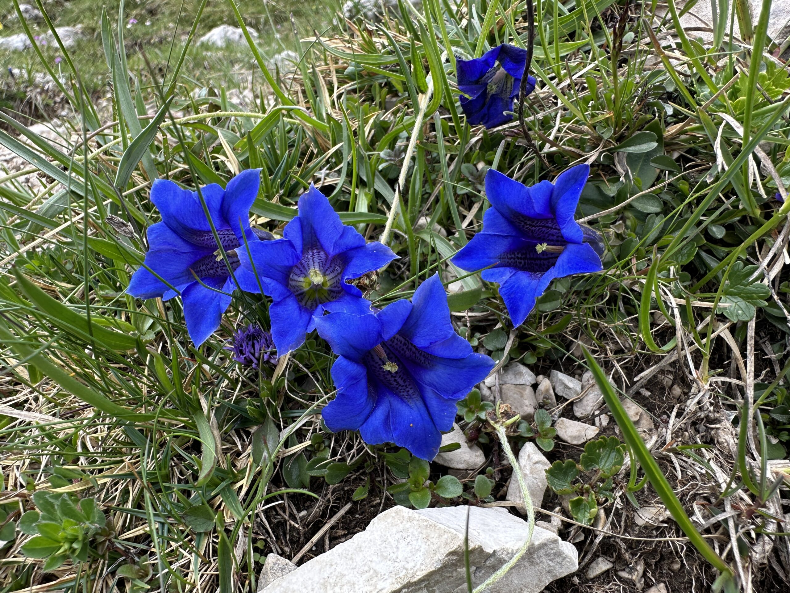 Blauer Enzian Eine Gruppe leuchtend blauer, trompetenförmiger Blüten, die im Freien zwischen grünem Gras und kleinen Steinen wachsen und an die farbenfrohe Landschaft in der Nähe von Zaunreparaturen Ahornboden erinnern.