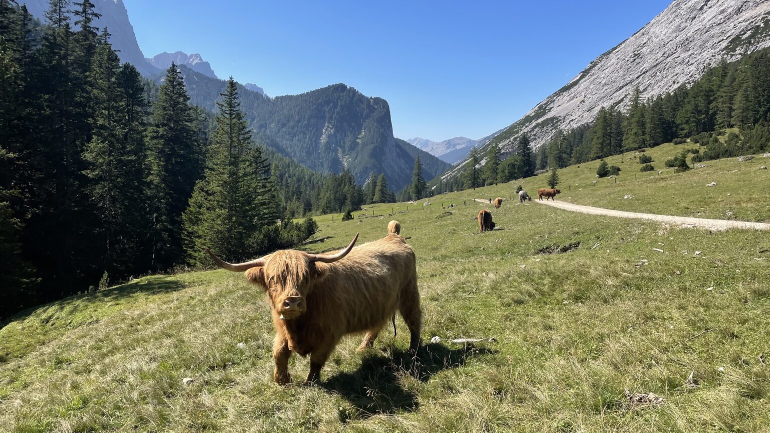 Eine Highland-Kuh mit langen Hörnern steht auf einer Wiese in einem Bergtal – ein Bild, das Szenen aus der aktuellen Forschung widerspiegelt –, während in der Nähe weitere Kühe grasen und sich ein Feldweg durch die Landschaft schlängelt.