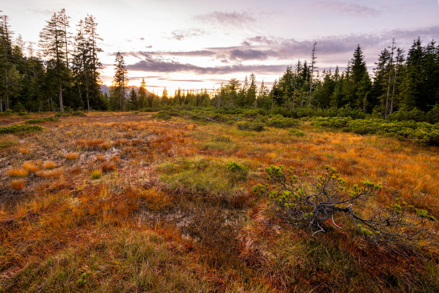 Eine sumpfige Wiese mit orangefarbenen und gelben Gräsern, vereinzelten Sträuchern und Kiefern im Hintergrund unter einem bewölkten Himmel bei Sonnenuntergang – eine inspirierende Landschaft, die häufig in der „aktuellen Forschung“ zur Ökosystemvielfalt zu sehen ist.