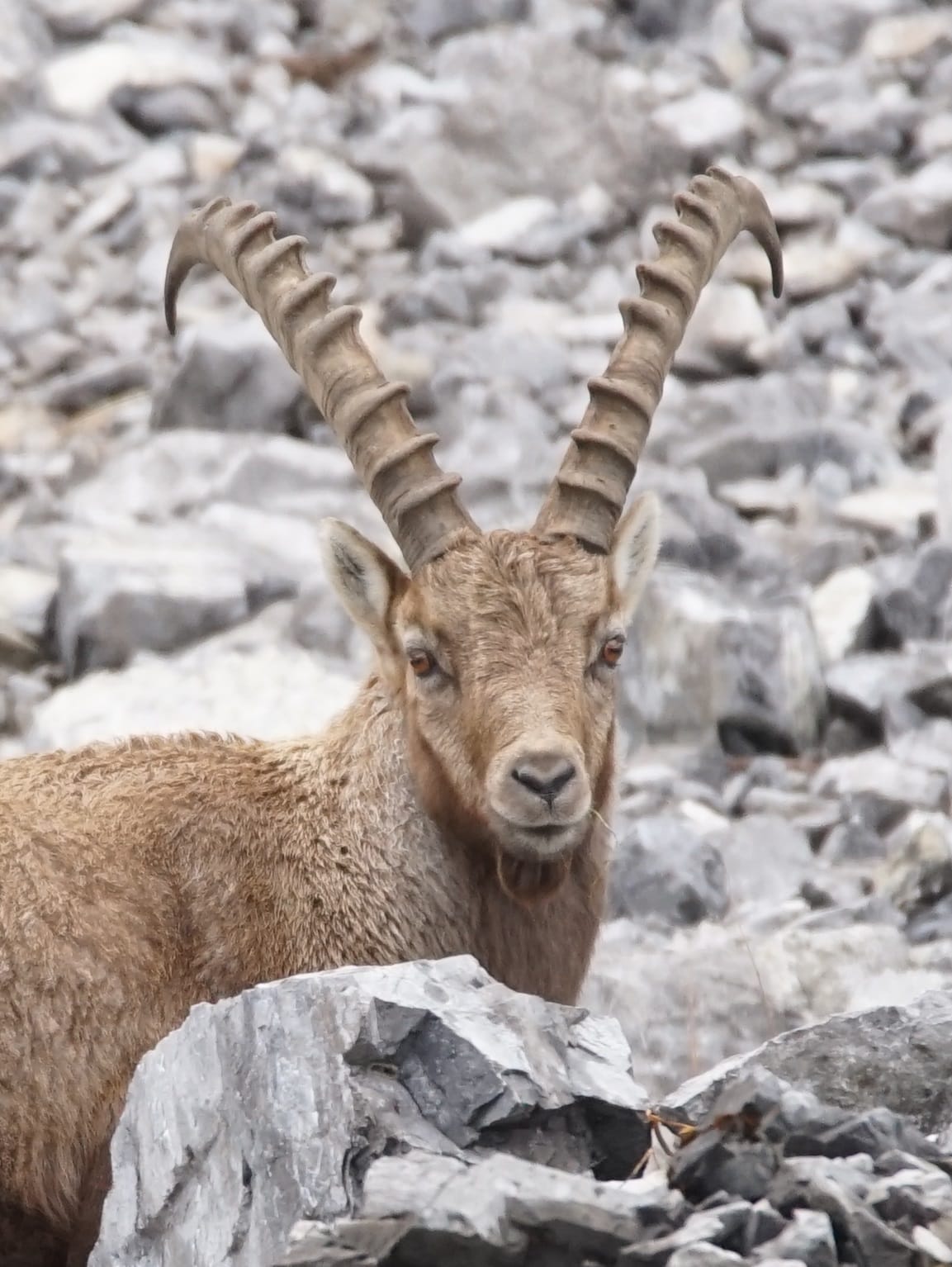 Ein Alpensteinbock mit großen, geschwungenen Hörnern steht zwischen grauen Felsen und blickt direkt in die Kamera – ein eindrucksvolles Symbol für die Tierwelt, die mit dem Klimawandel in den Bergen konfrontiert ist.