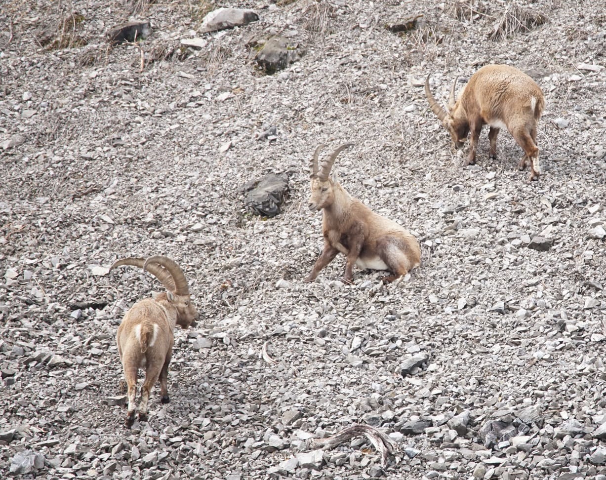 Drei Steinböcke befinden sich auf einem felsigen, kargen Hang. Einer sitzt, während die anderen beiden grasen und umherlaufen – ein Bild, das die Auswirkungen des Klimawandels im Gebirge auf ihren Lebensraum in den Alpen widerspiegelt.
