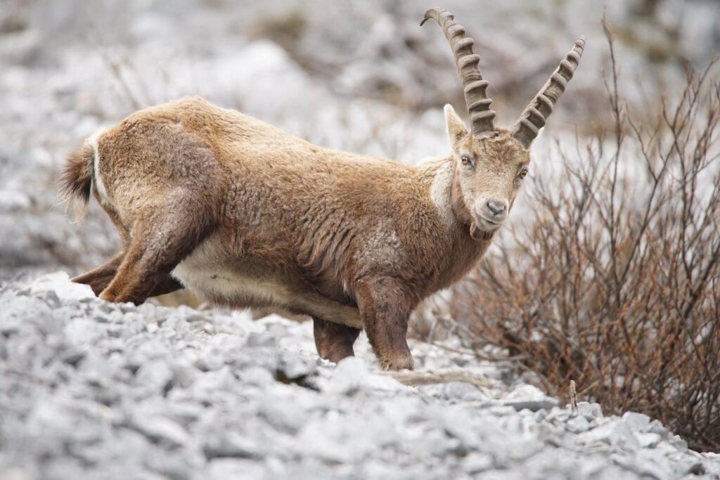 Ein Alpensteinbock mit geschwungenen Hörnern steht auf felsigem Gelände und dreht den Kopf, um in die Kamera zu blicken. Spärliche Sträucher im Hintergrund deuten auf Veränderungen durch den Klimawandel im Gebirge hin.