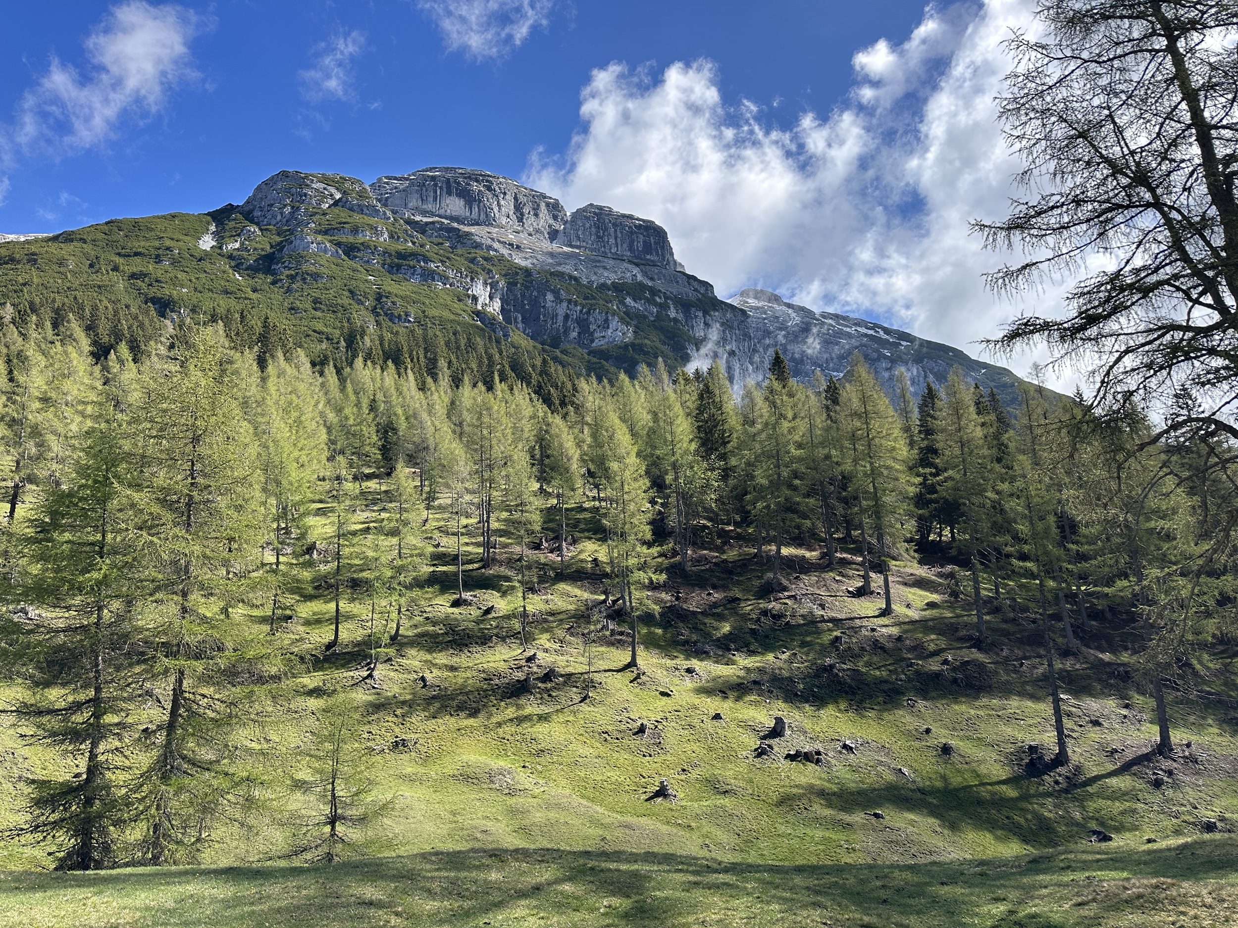 Bergwaldprojekt Umweltbaustelle Almpflege Plumsjochhütte 2026 Team Karwendel Ein grasbewachsener Hang, der von der Almpflege Martinsbergalm gepflegt wird und mit Kiefern bewachsen ist, führt hinauf zu einem felsigen Berg unter einem blauen Himmel mit vereinzelten Wolken.
