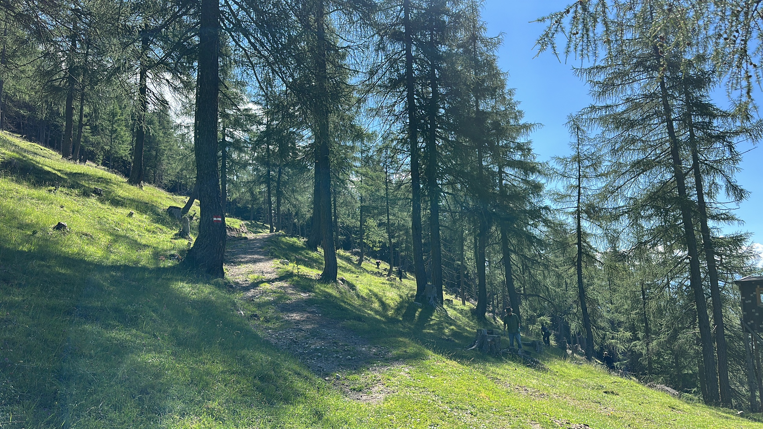 Bergwaldprojekt Umweltbaustelle Almpflege Plumsjochhütte 2026 Team Karwendel An einem klaren Tag auf der Almpflege Martinsbergalm fällt Sonnenlicht durch hohe Kiefern auf einen grasbewachsenen Waldweg und wirft filigrane Schatten auf den Boden.