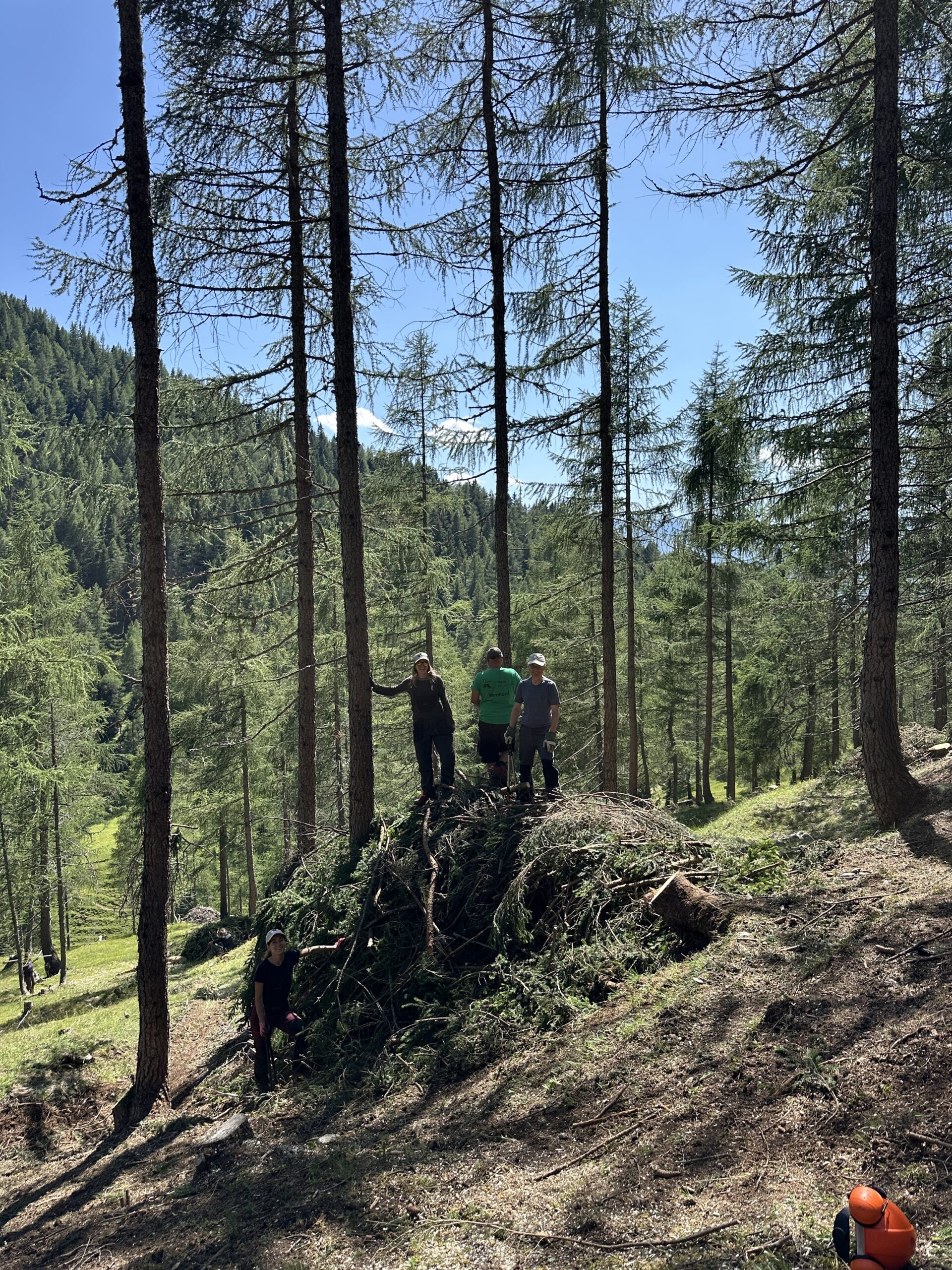 Bergwaldprojekt Umweltbaustelle Almpflege Plumsjochhütte 2026 Team Karwendel Drei Personen stehen während der Almpflege Martinsbergalm auf einem großen Asthaufen in einem sonnenbeschienenen Wald, eine weitere Person befindet sich in der Nähe, und auf dem Boden ist ein Helm zu sehen.