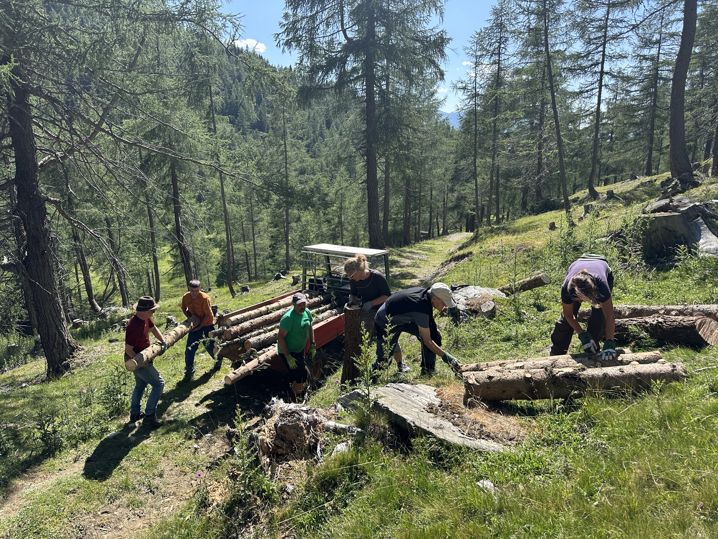 Bergwaldprojekt Umweltbaustelle Almpflege Plumsjochhütte 2026 Team Karwendel Sechs Personen transportieren große Baumstämme auf einer sonnendurchfluteten Waldlichtung neben einem Feldweg bei der Almpflege Martinsbergalm; in der Nähe steht ein kleines Fahrzeug.