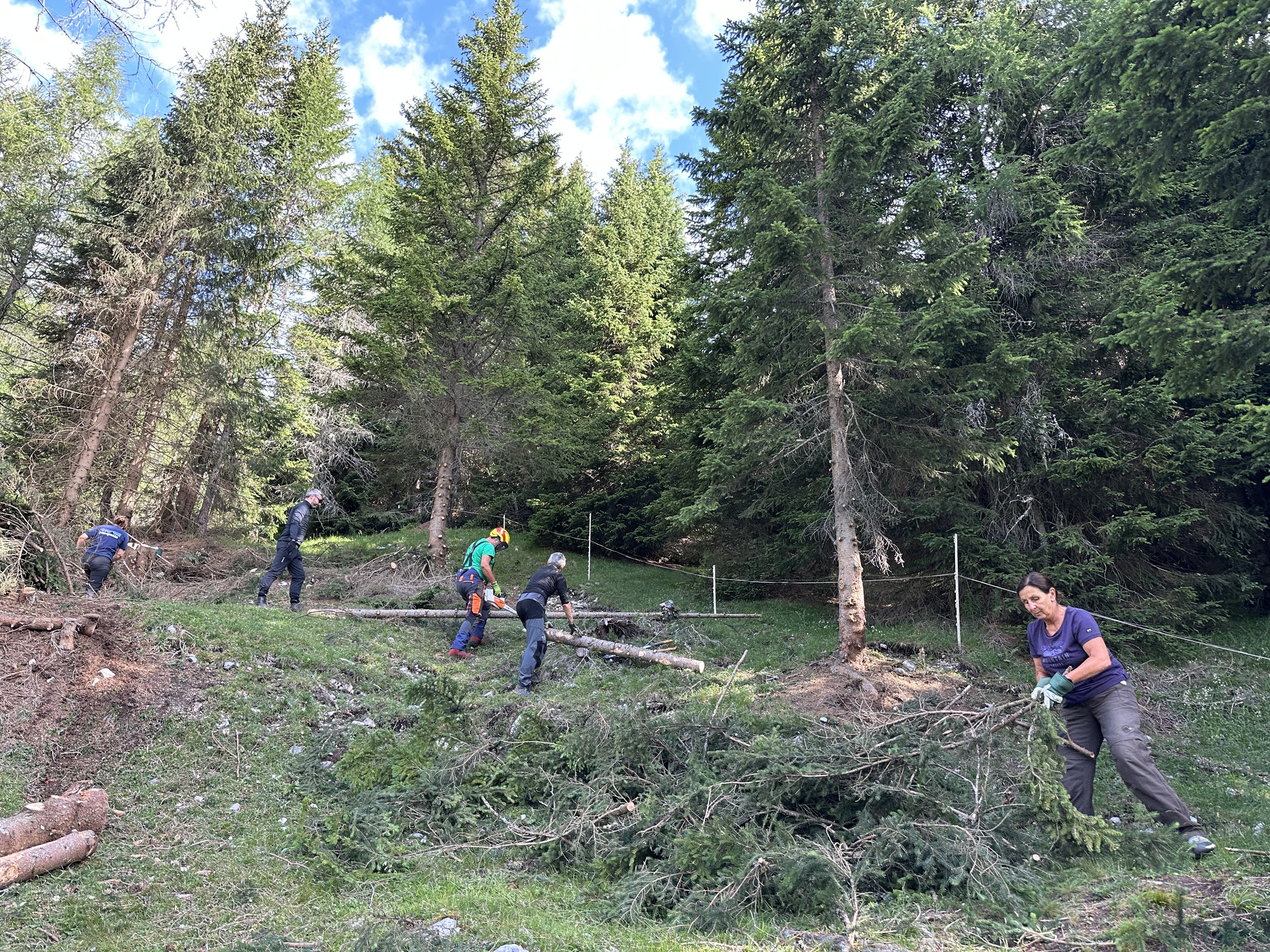 Bergwaldprojekt Umweltbaustelle Almpflege Plumsjochhütte 2026 Team Karwendel Im Rahmen der Almpflege Martinsbergalm räumen mehrere Personen, die Handschuhe und Outdoor-Kleidung tragen, unter teilweise bewölktem Himmel in einem Waldgebiet mit hohen immergrünen Bäumen Äste und Unrat weg.