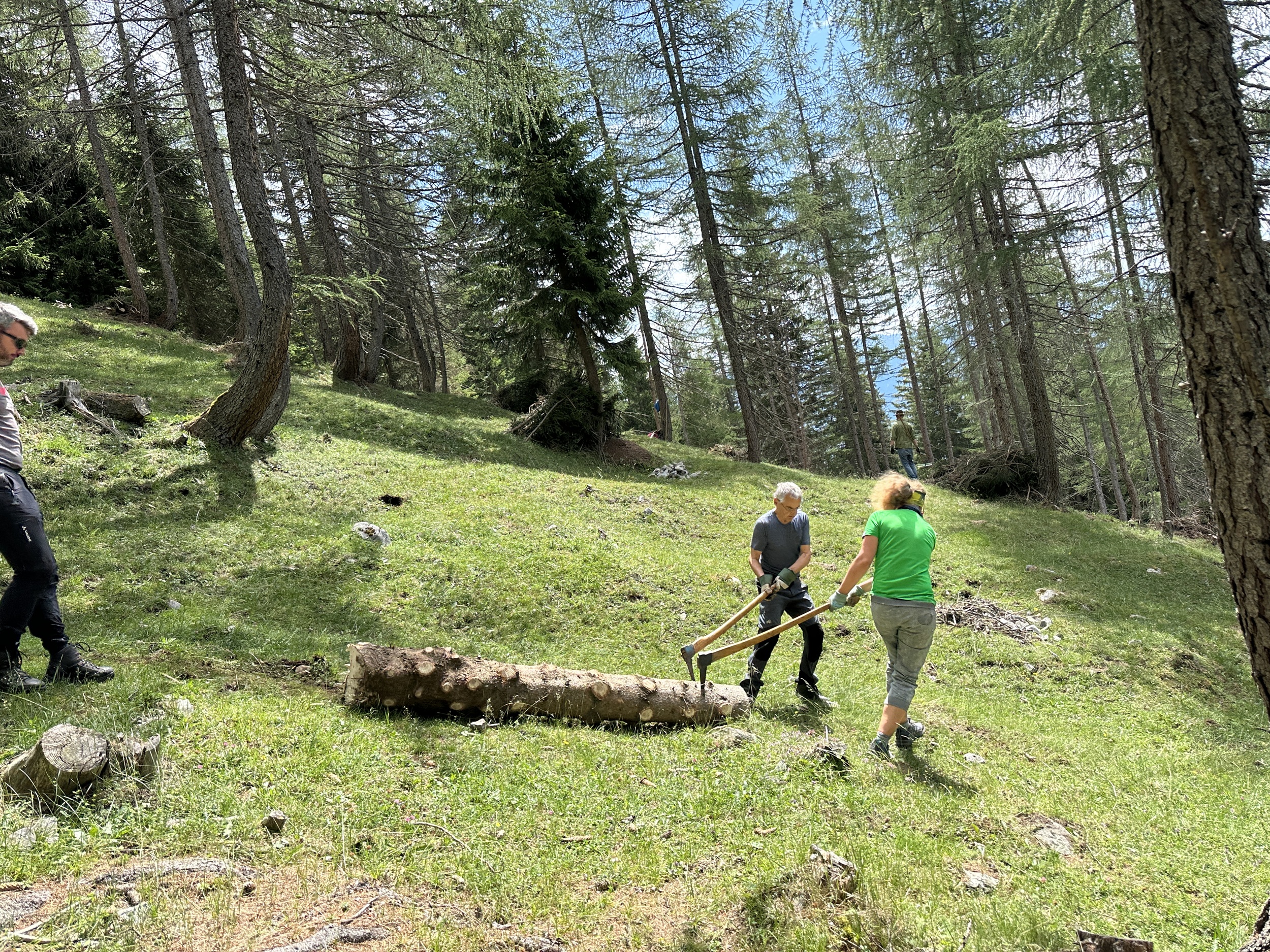 Bergwaldprojekt Umweltbaustelle Almpflege Plumsjochhütte 2026 Team Karwendel Drei Personen zersägen mit einer Zweimannsäge einen großen Baumstamm an einem grasbewachsenen Hang bei der Almpflege Martinsbergalm, umgeben von vereinzelten Bäumen in einer ruhigen Waldlandschaft.