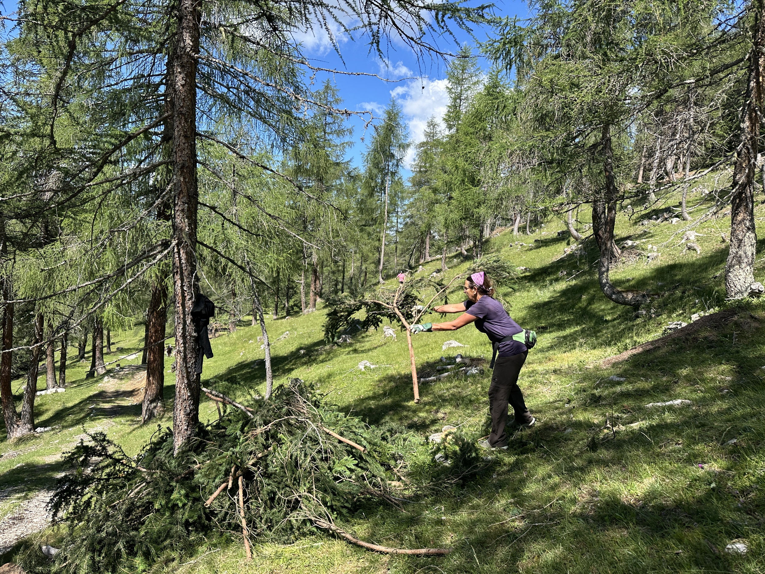 Bergwaldprojekt Umweltbaustelle Almpflege Plumsjochhütte 2026 Team Karwendel Eine Person in einem Wald auf der Martinsbergalm stapelt Äste zu einem Haufen auf einem grasbewachsenen Hang unter hohen Bäumen, während Sonnenlicht durch das Laubwerk scheint.